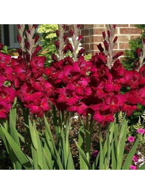 Vipfoni Bordo Glayör Soğanı 5'li