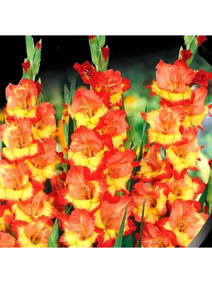 Vipfoni Turuncu Glayör Soğanı 5'li