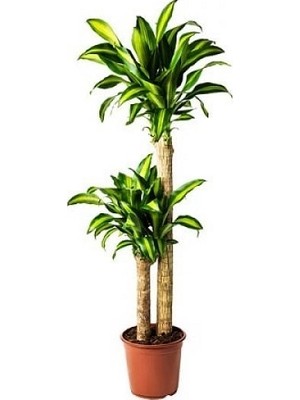 glücksfeder in wasser Zamioculcas (Glücksfeder) kaufen | 60 cm main image 0