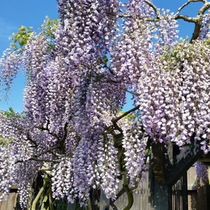 Wisteria Sinensis Prolific Mor Salkım Fidanı