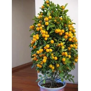 Bodur Bol Meyveli Mandalina Tohumu 7'li + Torf + Saksı + Tohum