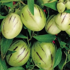 Yalova Fidan Market Pepino Ağaç Kavunu