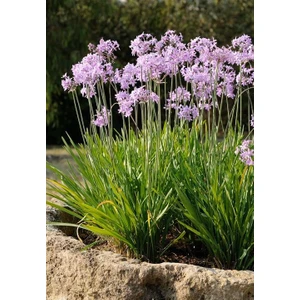 Tulbaghia Violacea Sarımsak Çiçeği Saksıda