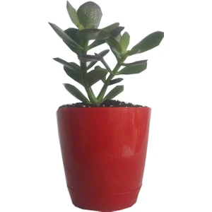 Toru Bahçe Gerçek Para Ağaci Çi̇çeği̇ 5-15CM Dolgun Ori̇ji̇nal Crassula Ovata Şans Bereket Çi̇çeği̇