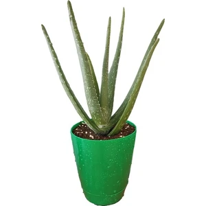 Toru Bahçe Aloevera Bitkisi 5-15CM Doğal Krem Şifalı Bitki Sarısabır