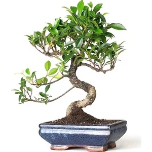 Berceste Peyzaj Bonsai Minik Ağaç Carmona Tür Bonzai S Gövde Ev Bitkisi Salon Ofis Bitkisi