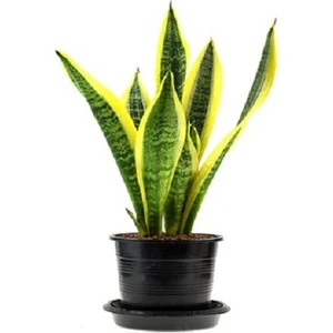 Berceste Peyzaj Kılıç Çiçeği 40 cm Paşa Kılıcı Ev Bitkisi Ofis Bitki Salon Bitkisi