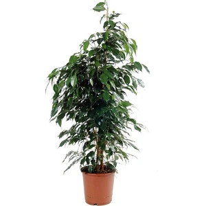 Bercestepeyzaj Benjamin Ficus Benjamina 120 cm Yerli Ev Bitkisi Salon Ofis Bitkisi