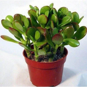 Bercestepeyzaj Crassula Ovata Para Çiçeği Para Ağacı Yerli Üretim 10,5 cm Saksı Ev Bitkisi