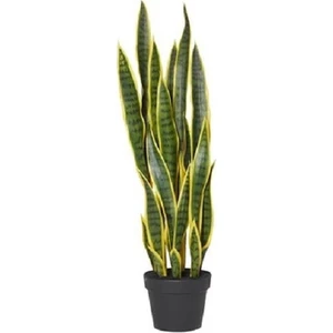 Bercestepeyzaj Kılıç Çiçeği 50 cm Paşa Kılıcı Ev Ofis Salon Bitkisi