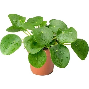 Berceste Peyzaj Pilea Peperomioides-Çin Para Bitkisi Ev Ofis Salon Bitkisi