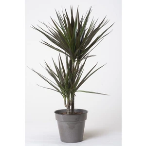 Berceste Peyzaj Marginata Bitkisi 2 Gövdeli 90 cm Ev Ofis Salon Bitkisi