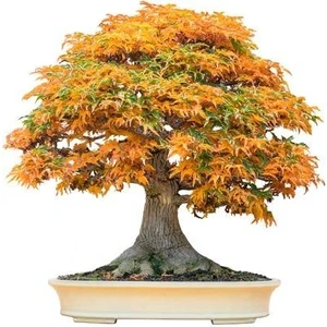 Bahçe Life Trident Maple Bonsai Yapılabilir Ağaç Tohumu + Toprak + Saksı Seti
