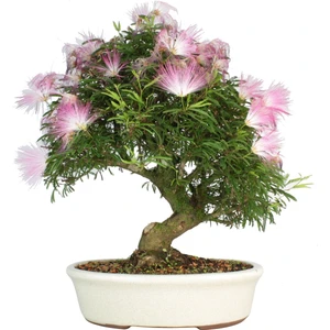 Bahçe Life Gül Ibrişim Bonsai Yapılabilir Ağaç Tohumu + Saksı + Toprak Seti