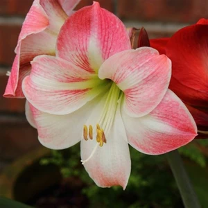 Hippeastrum Amarillis Soğanı 2 li
