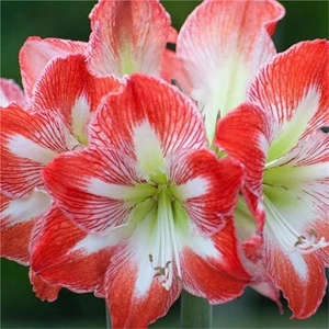 Hippeastrum Amarillis Soğanı 2 li