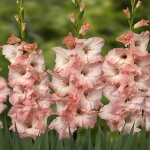 Pembe Glayör Soğanı 5'li