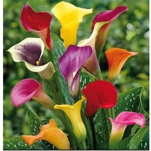 Gala Çiçeği Soğanı 5'li