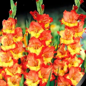 Turuncu Glayör Soğanı 5'li