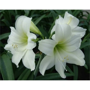 Hippeastrum Amarillis Soğanı 2 li