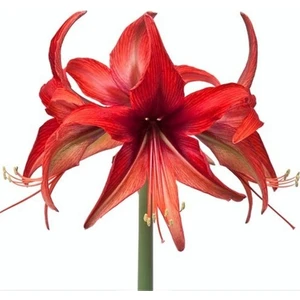 Hippeastrum Amarillis Soğanı 2 li
