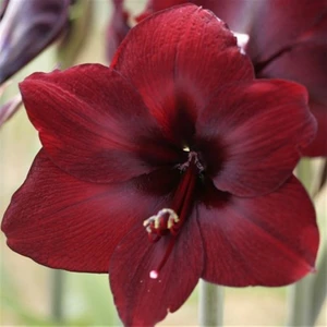 Hippeastrum Amarillis Soğanı 2 li