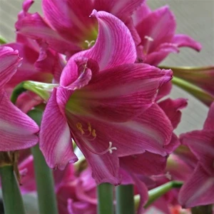 Hippeastrum Amarillis Soğanı 2 li