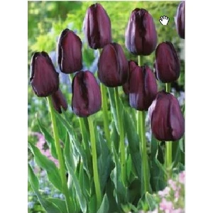 Bordo Lale Soğanı 5'li