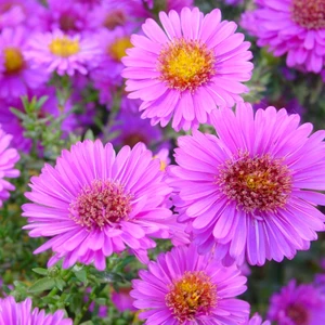 Aster 50'li