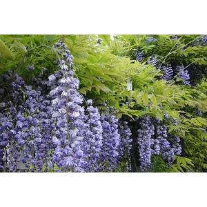 Sıla Ormancılık Mor Salkım Fidanı