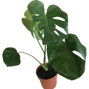 Armenbotanik Monstera Deliciosa - Deve Tabanı 60-70 cm