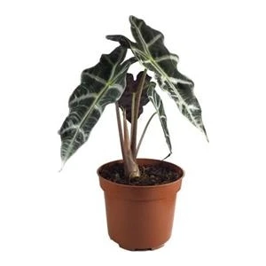 Berceste Peyzaj Fil Kulağı Bitkisi Alocasia Bitkisi 40 cm Ev Bitkisi Ofis Bitkisi Salon Bitkisi