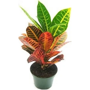 Berceste Peyzaj Kraton Bitkisi Croton Petra 17 cm Saksıda 60 cm Salon Bitkisi Ofis Bitkisi Ev Bitkisi