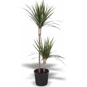 Berceste Peyzaj Marginata Dracaena 2 Gövdeli 100 cm Ev Bitkisi Salon Bitkisi Ofis Bitkisi