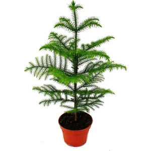 Berceste Peyzaj Salon Çamı Arokarya Araucaria 50-60 cm Ev Bitkisi Ofis Bitkisi Salon Bitkisi
