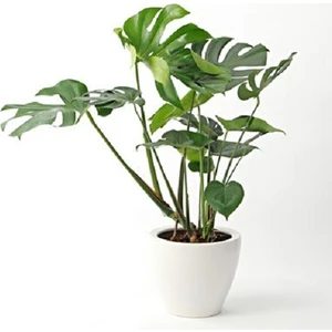 Berceste Peyzaj Deve Tabanı Monstera Bitkisi 80-100 cm Salon Ofis Bitkisi