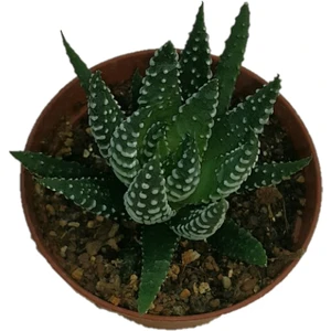 Toru Bahçe Zebra Desenli Bol Yapraklı Formlu Sukulent Çiçeği 5,5 cm