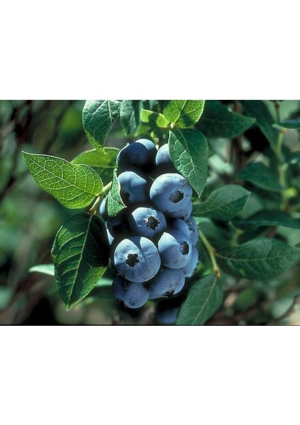 Chippewa Yarı Bodur Maviyemiş Fidanı Vaccinium x Chippewa Yaban Mersini Fidanı