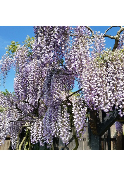 Wisteria Sinensis Prolific Mor Salkım Fidanı