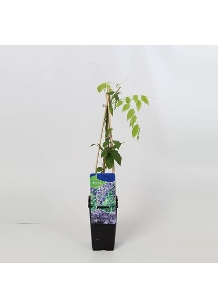 Wisteria Sinensis Prolific Mor Salkım Fidanı fiyatları
