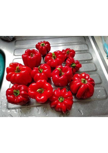 Jalapeno Biberi 30'lu Kırmızı Biber 30'lu + Torf + Saksı + Tohum modelleri