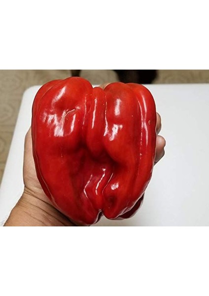 Jalapeno Biberi 30'lu Kırmızı Biber 30'lu + Torf + Saksı + Tohum fırsatları