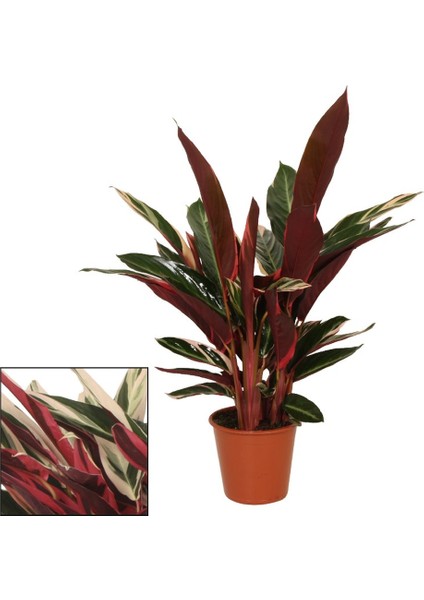 Calathea Triostar Alacalı Kalatya 30-40 cm Saksıda fiyatları