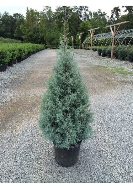 Cupressus Arizonica - Mavi Servi Fidanı Saksıda fiyatları