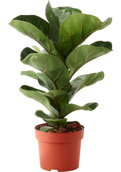 Ficus lyrata Keman Yapraklı Kauçuk, 60-80