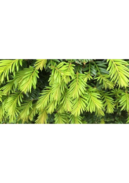 Taxus Baccata Porsuk Ağacı Saksıda fiyatları