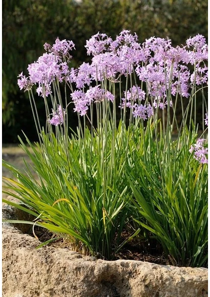 Tulbaghia Violacea Sarımsak Çiçeği Saksıda