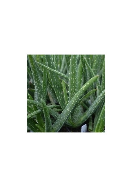 Toru Bahçe Aloevera Bitkisi 20-30 cm Doğal Krem Şifalı Bitki Sarısabır