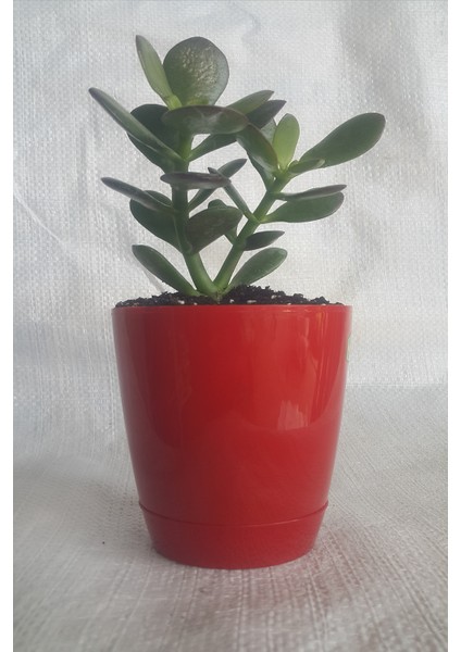 Toru Bahçe Gerçek Para Ağaci Çi̇çeği̇ 5-15CM Dolgun Ori̇ji̇nal Crassula Ovata Şans Bereket Çi̇çeği̇