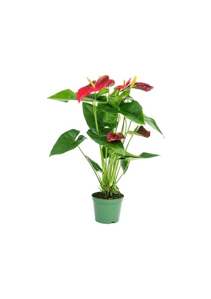 Antoryum Flamingo Çiçeği Red Winner Salon Çiçeği Ev Bitkisi Salon